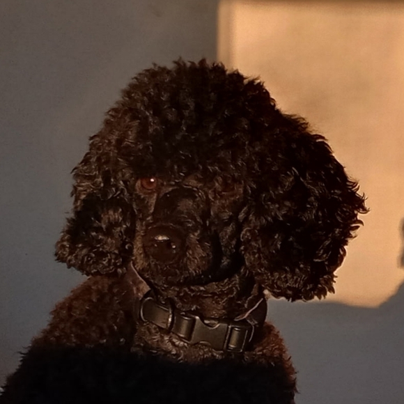 mona_the_poodle